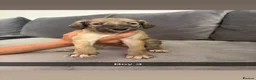 Saluki dogs for sale: Saluki - Advert 5