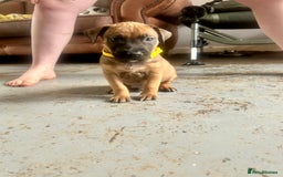 Mixed Breed dogs for sale: F1 bullherder puppies  - Image 11