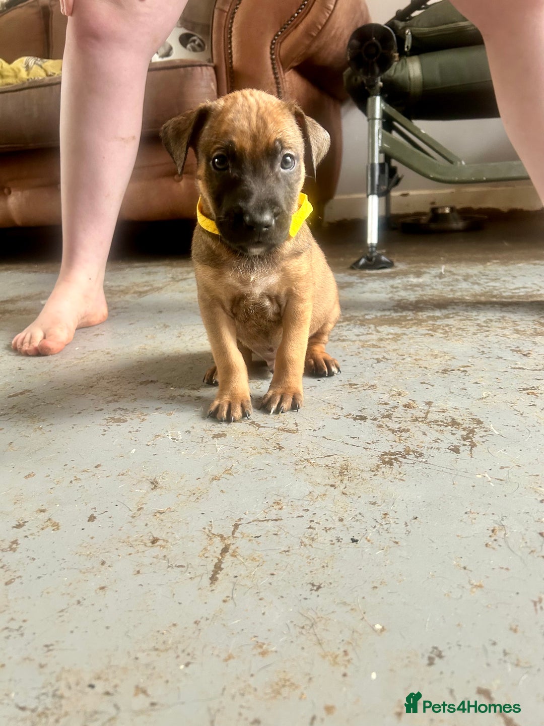 Mixed Breed dogs for sale: F1 bullherder puppies  - Image 11