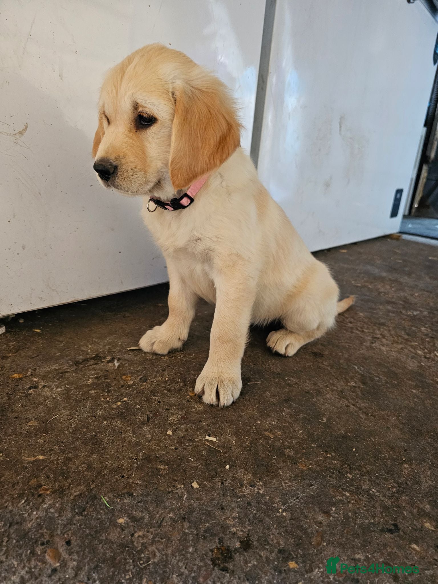 Golden Retriever dogs Ready to go now! Golden Retriever in Harrow London - Advert 2