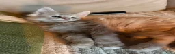 Maine Coon cats for sale: Maine Coon kittens from champion lines  - Advert 22