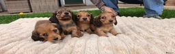 Miniature Dachshund dogs for sale: Miniature longhaired dachshund shaded cream girls in Cambridge - Advert 27