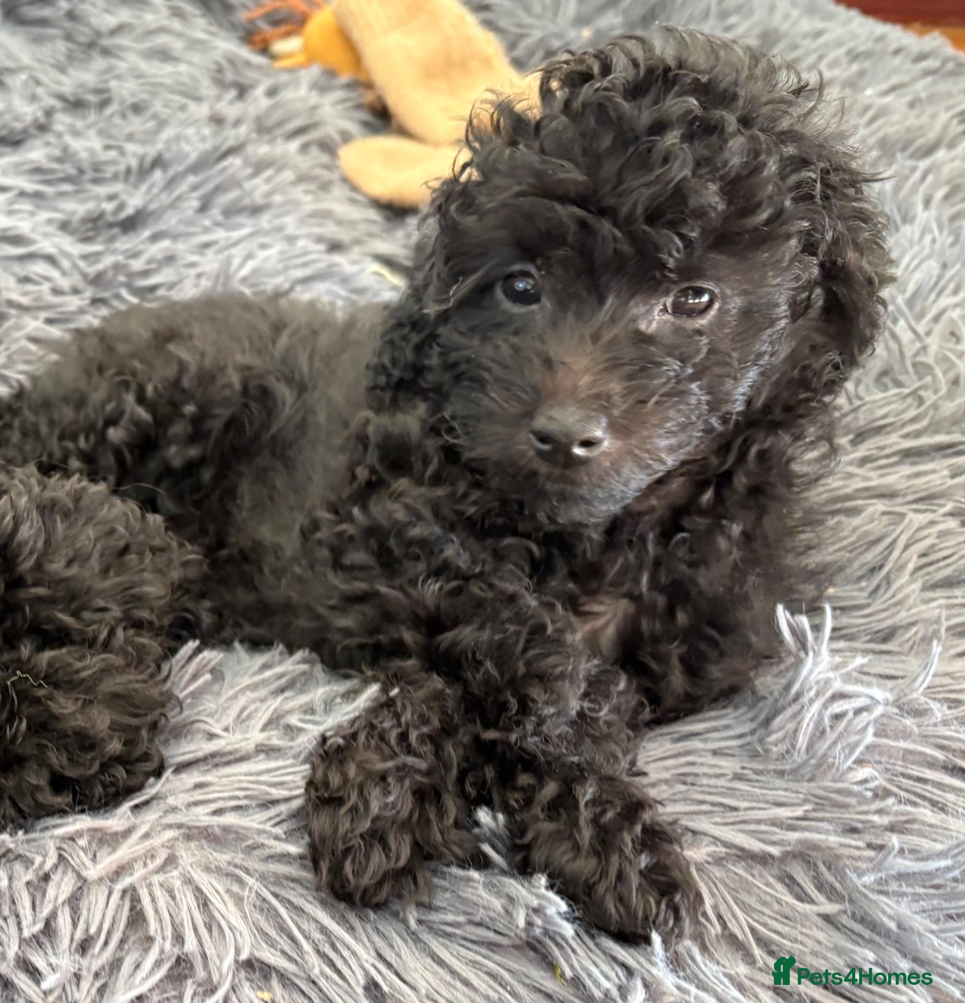 Jackapoo dogs  🐾 Mini Jackapoo Puppies (F1b) Ready now 🖤 - Advert 17