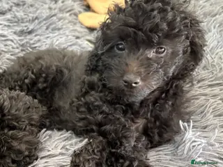 Jackapoo dogs 🐾 Mini Jackapoo Puppies (F1b) Ready now 🖤 - Advert 17