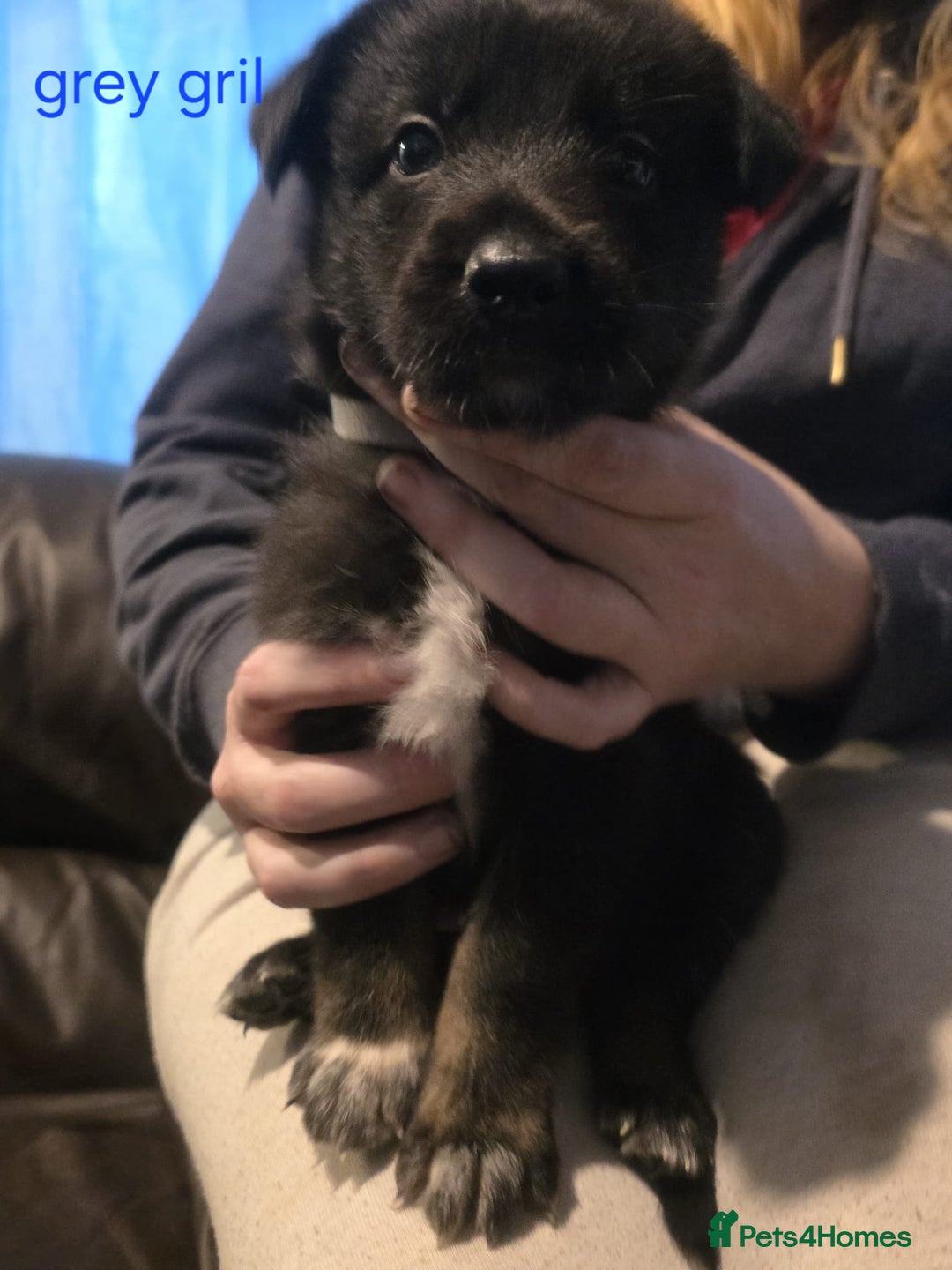 Shepsky dogs for sale: Shepski pups - Advert 4