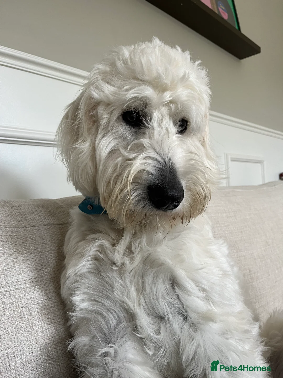 Goldendoodle dogs for sale: 1 year old Goldendoodle -  Wolfie - Advert 3