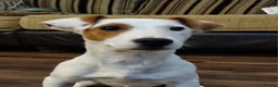 Jack Russell dogs for sale: Two 5 month jack russells for sale  - Advert 5