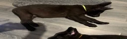 German Shepherd dogs for sale: German shepherds  - Advert 1