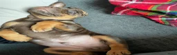 English Bulldog dogs for sale: 10 week old puppy boy  in Portsmouth - Advert 5