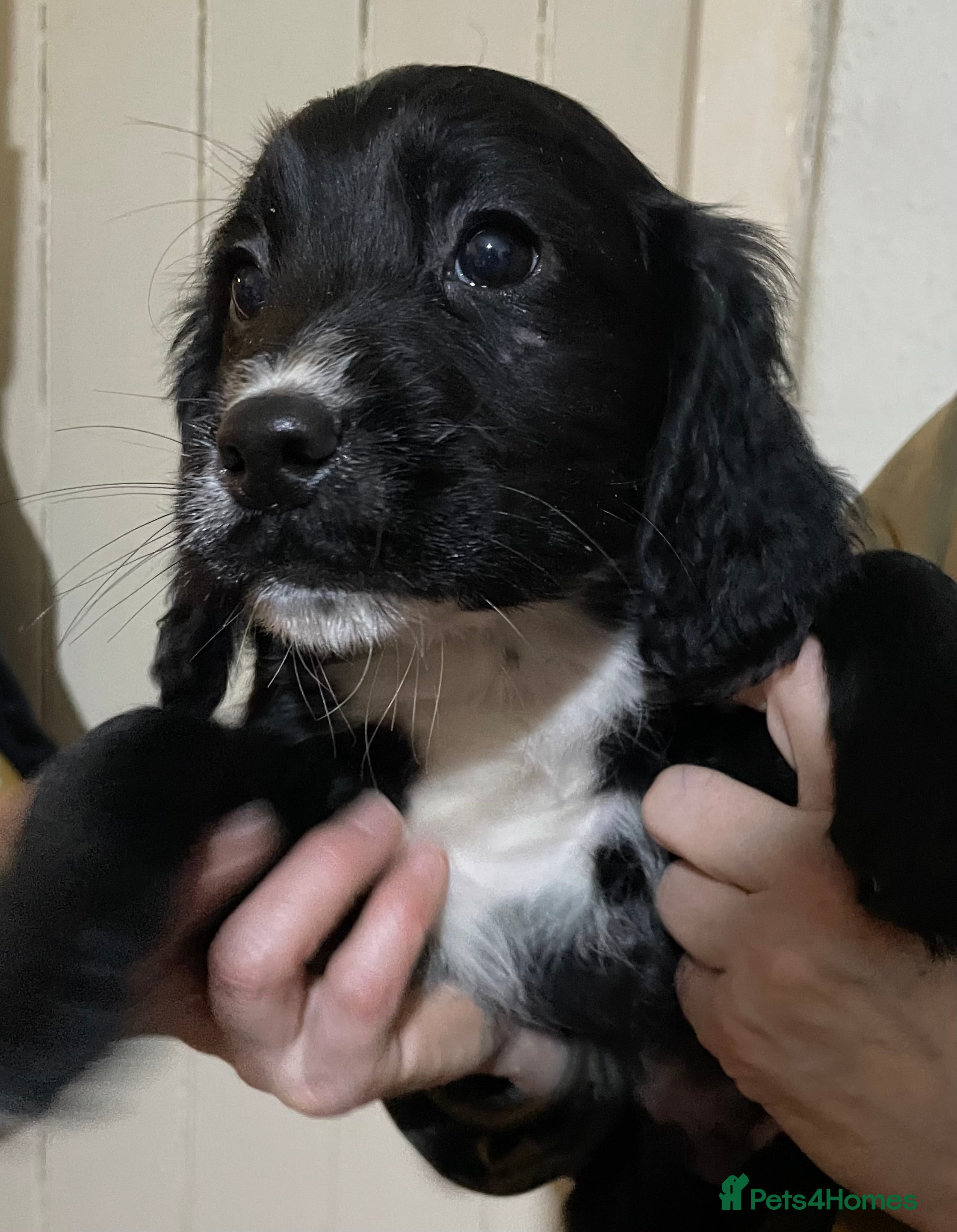 Sprocker dogs Sprocker pups - Advert 6