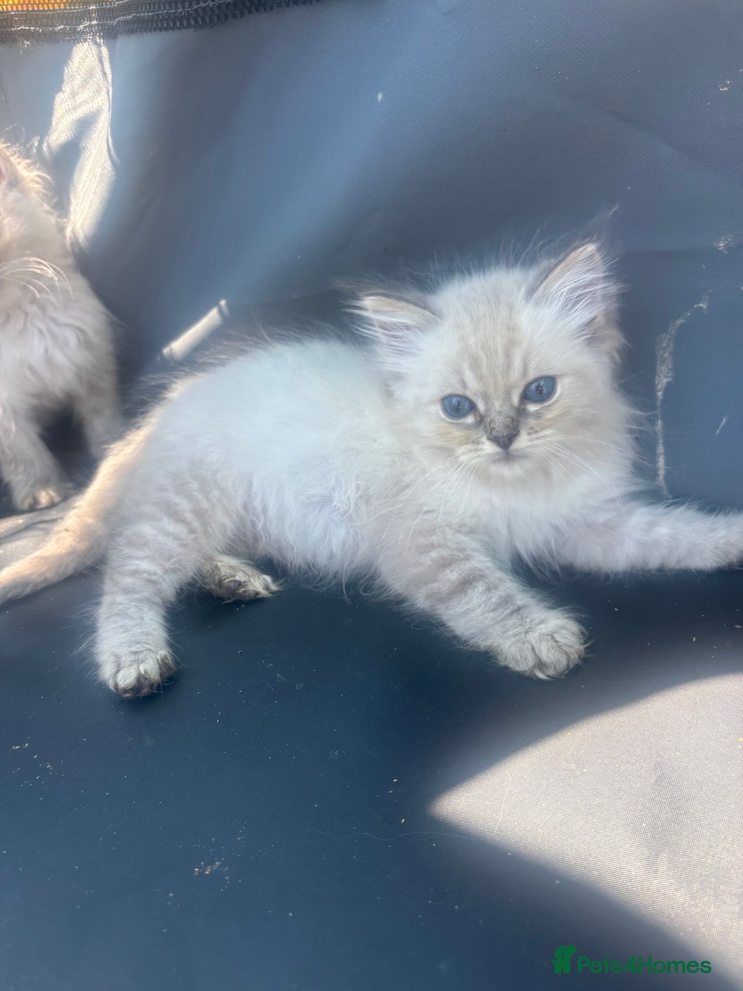 Ragdoll cats for sale: Champion bloodlines Ready for their loving homes - Image 38