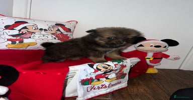 Pomeranian dogs - Advert 6