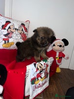 Pomeranian dogs - Advert 7