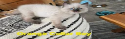 Ragdoll cats for sale: Beautiful ragdolls - Advert 15