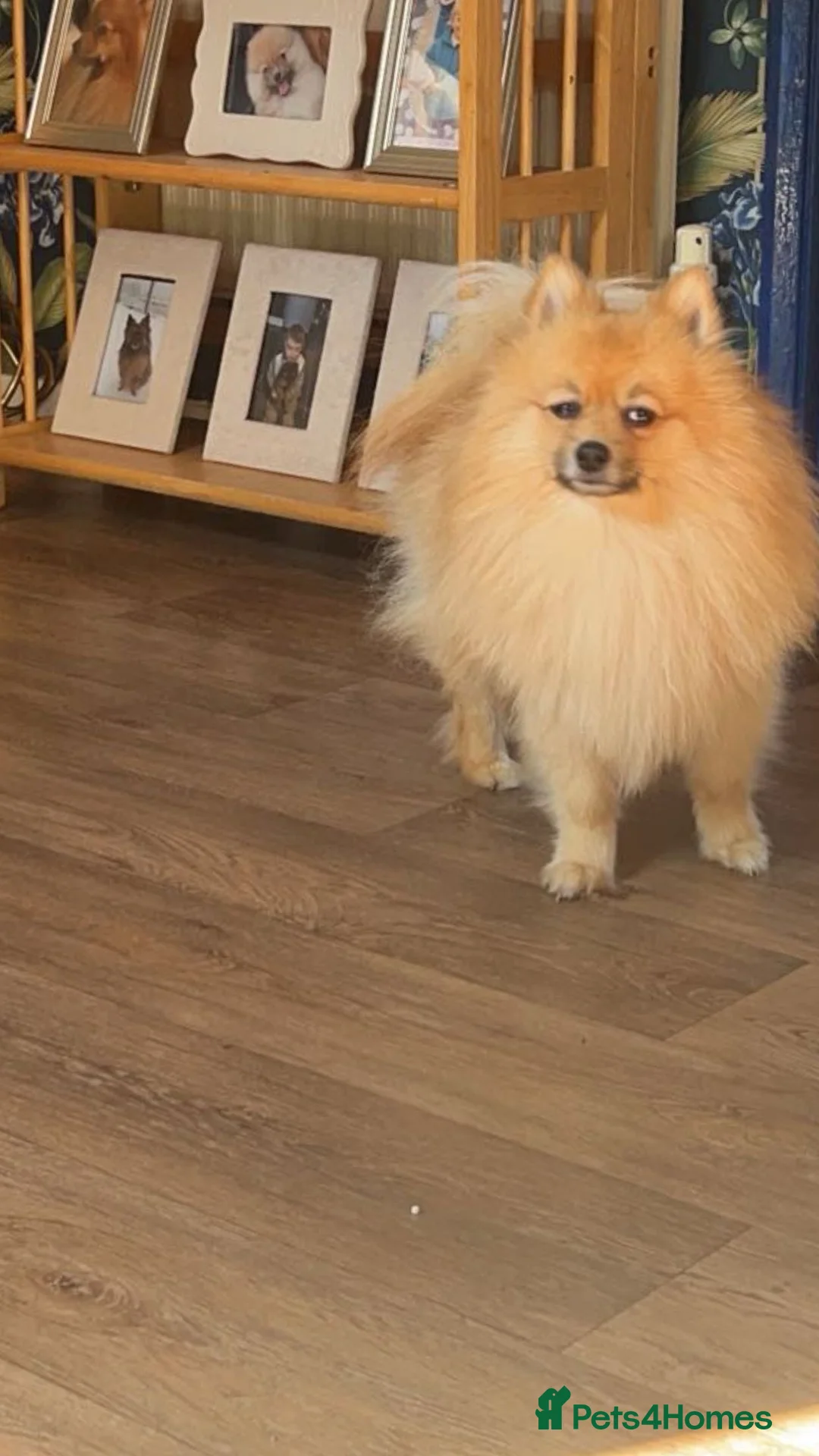 Pomeranian dogs for sale: Pomeranian Puppies - Advert 7