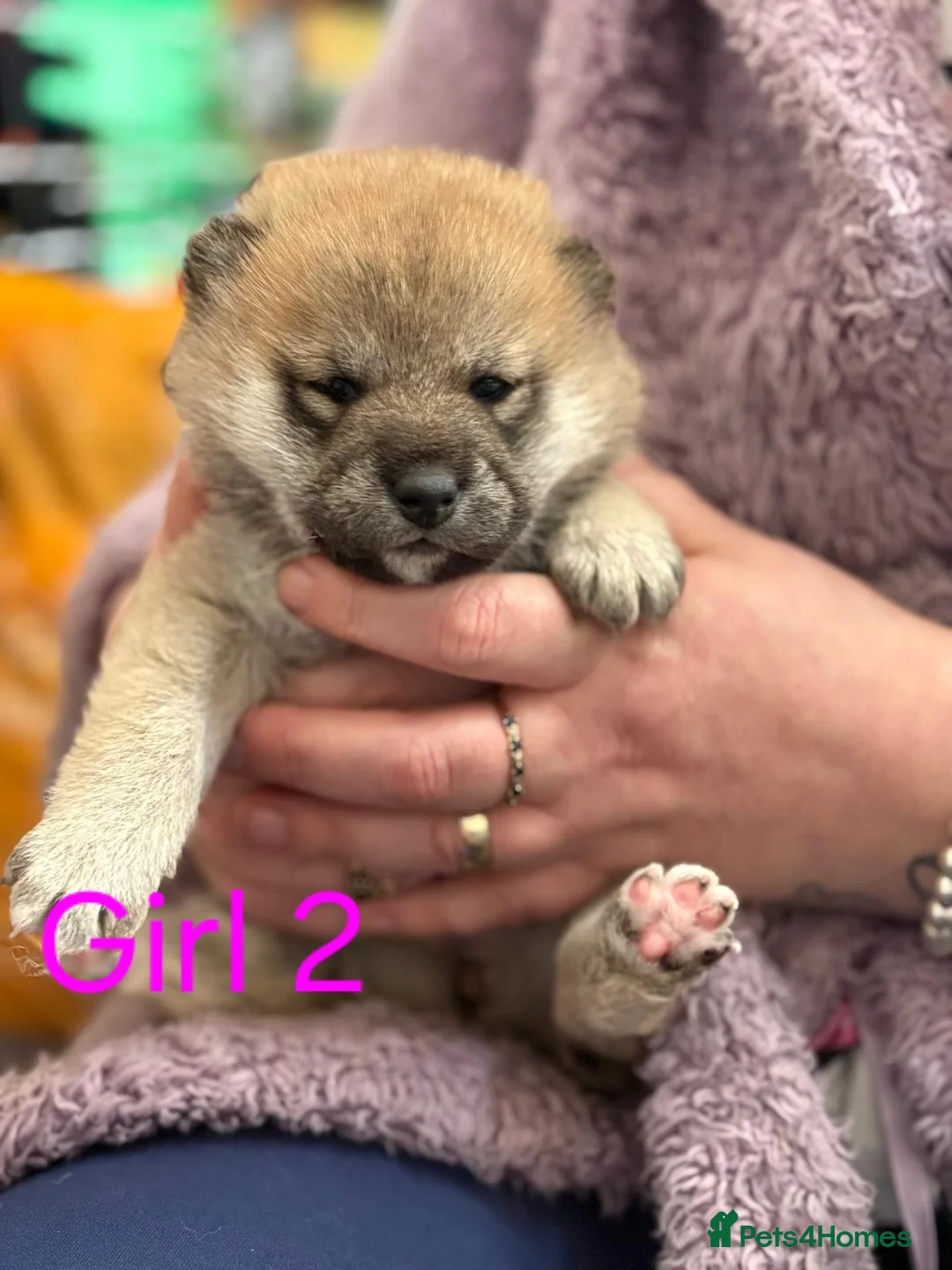 Japanese Shiba Inu dogs for sale: Kc registered shiba inu chunky puppies in Nottingham - Advert 2
