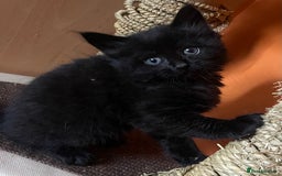 Turkish Angora cats for sale: Fluffy kittens  - Image 1