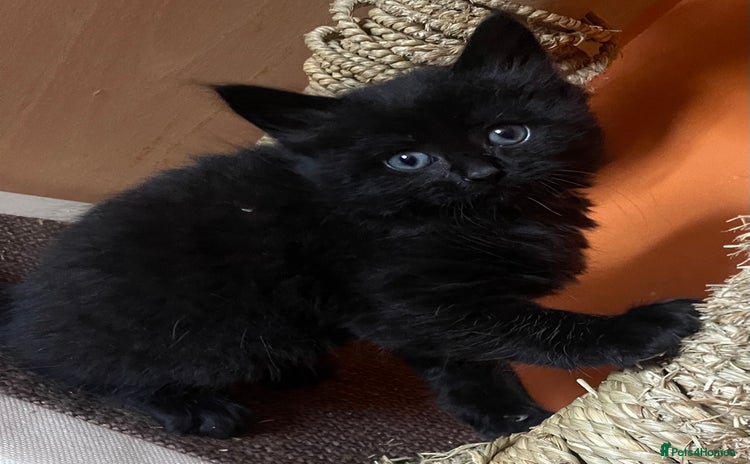 Turkish Angora cats - Advert 1