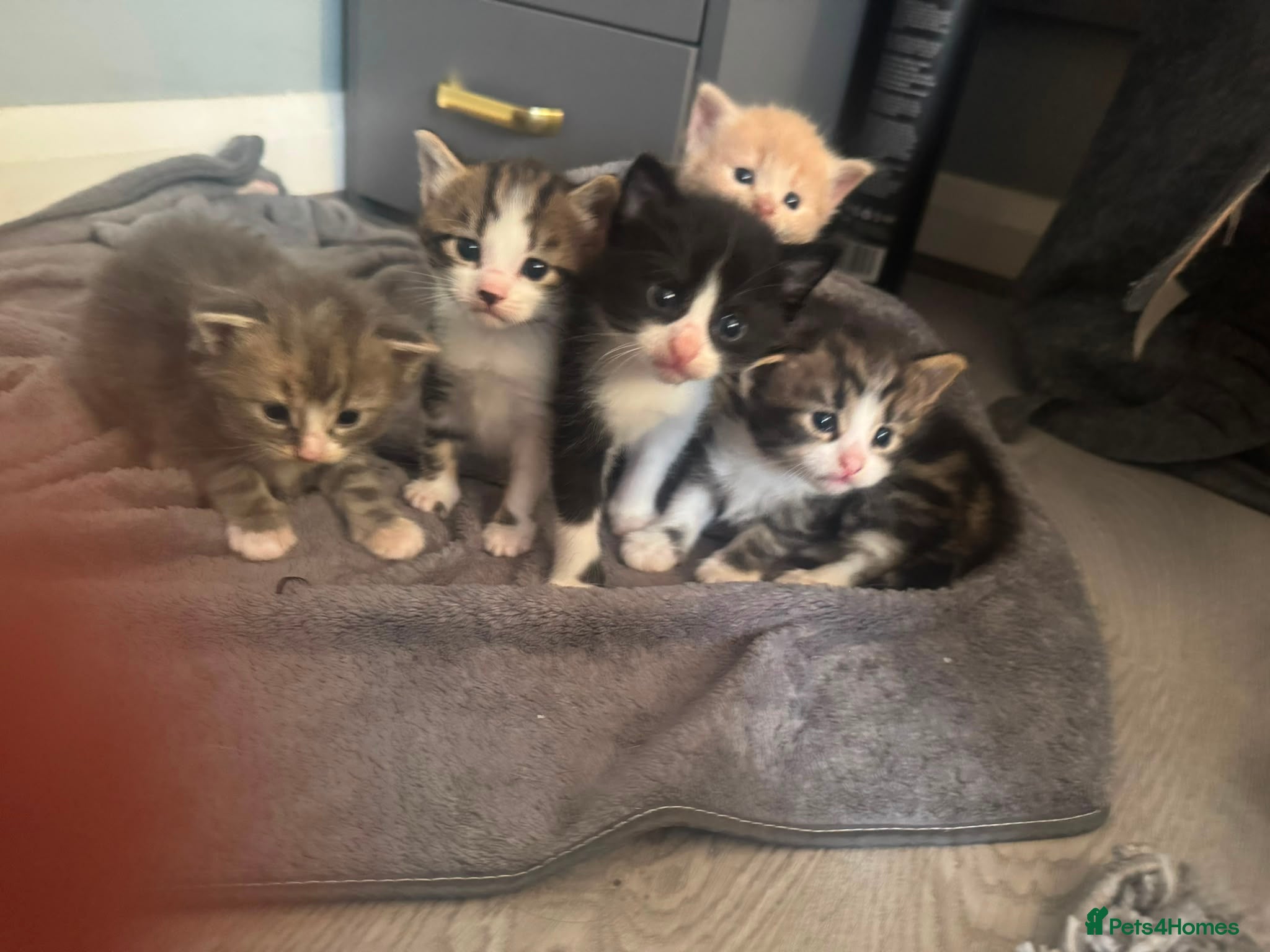 Mixed Breed cats Mixed half mainecoon kittens - Advert 10
