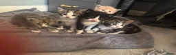 Mixed Breed cats for sale: Mixed mainecoon kittens - Advert 13