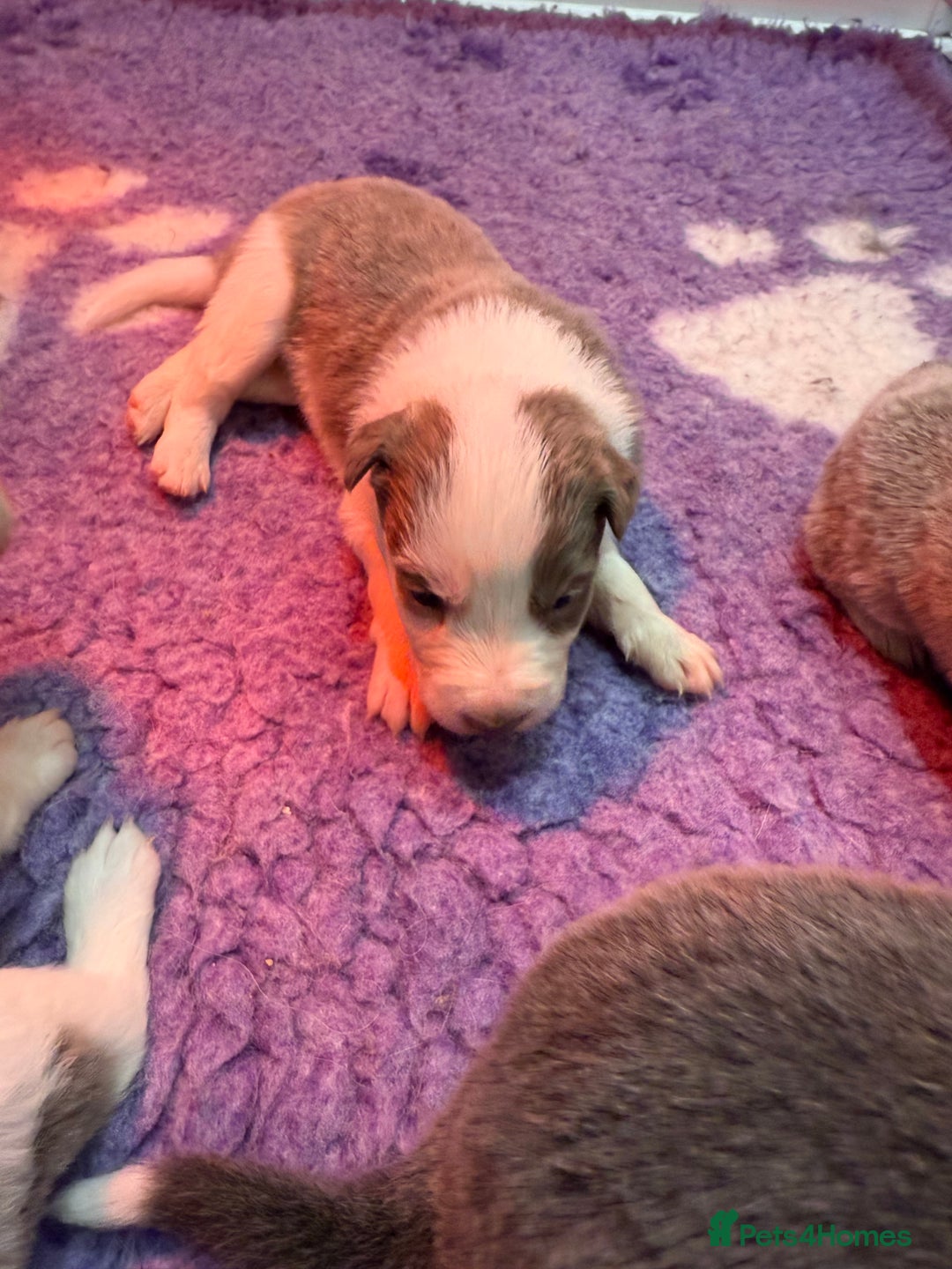 Border Collie dogs for sale: Stunning rough coated KC Reg Health tested pups  - Advert 10