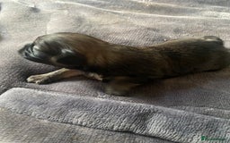 Shih Tzu dogs for sale: Puppy for sale  - Image 15