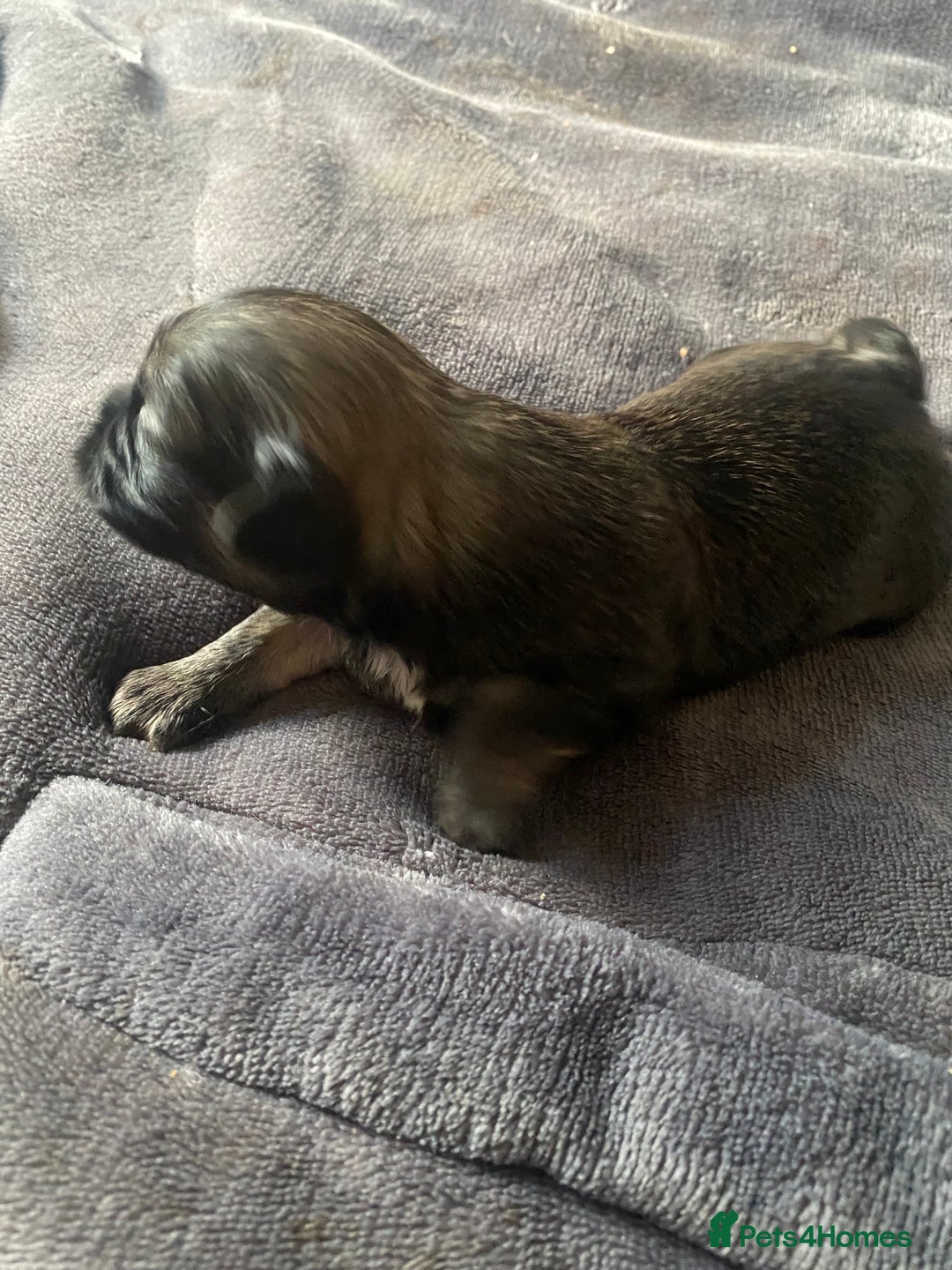 Shih Tzu dogs for sale: Puppy for sale  - Image 15