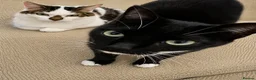Mixed Breed cats for sale: Beautiful fluffy kittens  in Pudsey - Advert 11