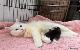 Siberian cats for sale: Pure White Siberian Boy - Image 21