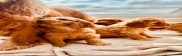 Cockapoo dogs for sale: Cockapoos  - Advert 3