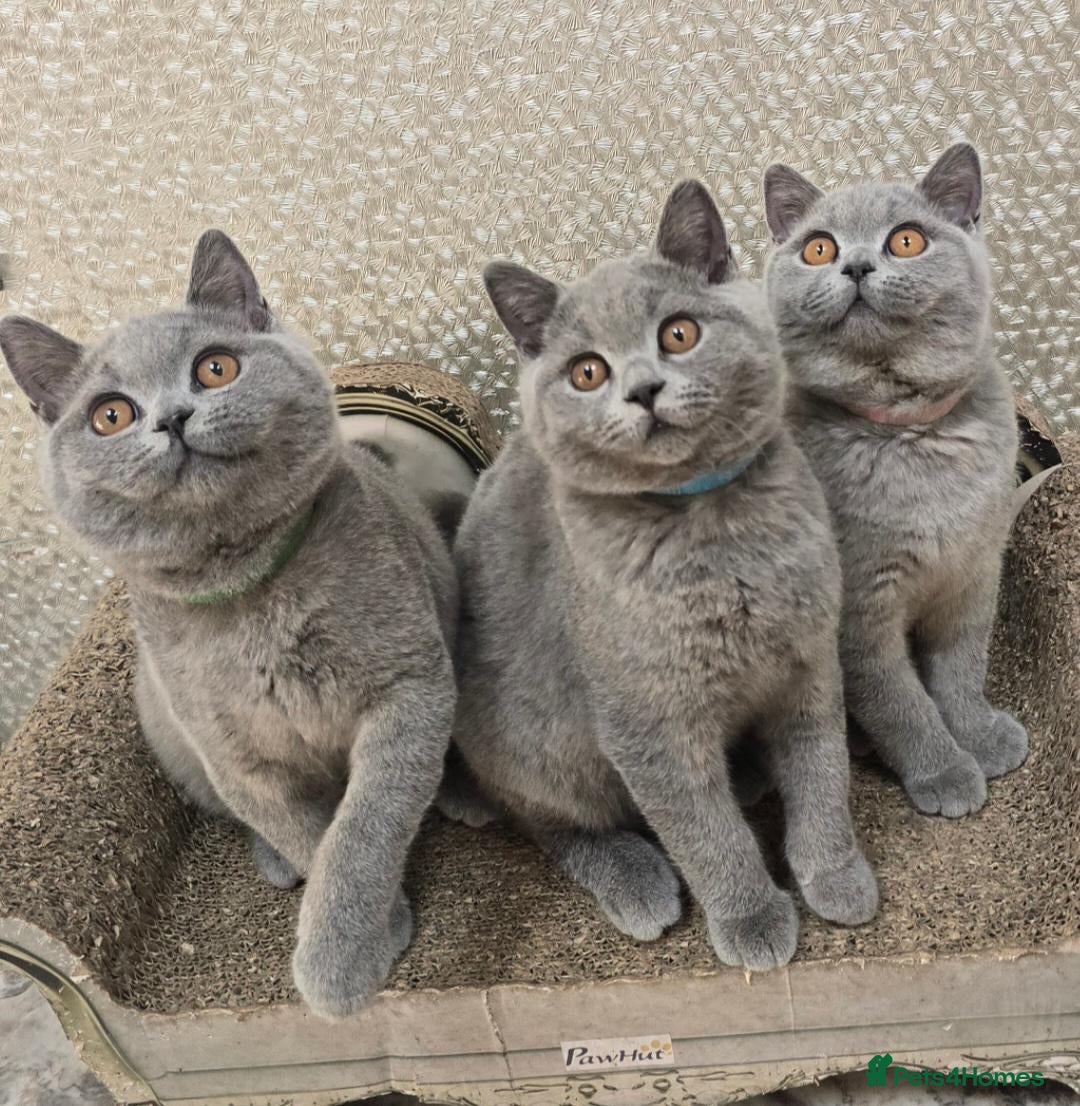 British Shorthair cats 3 Gorgeous British Short Hair Kittens - Advert 1