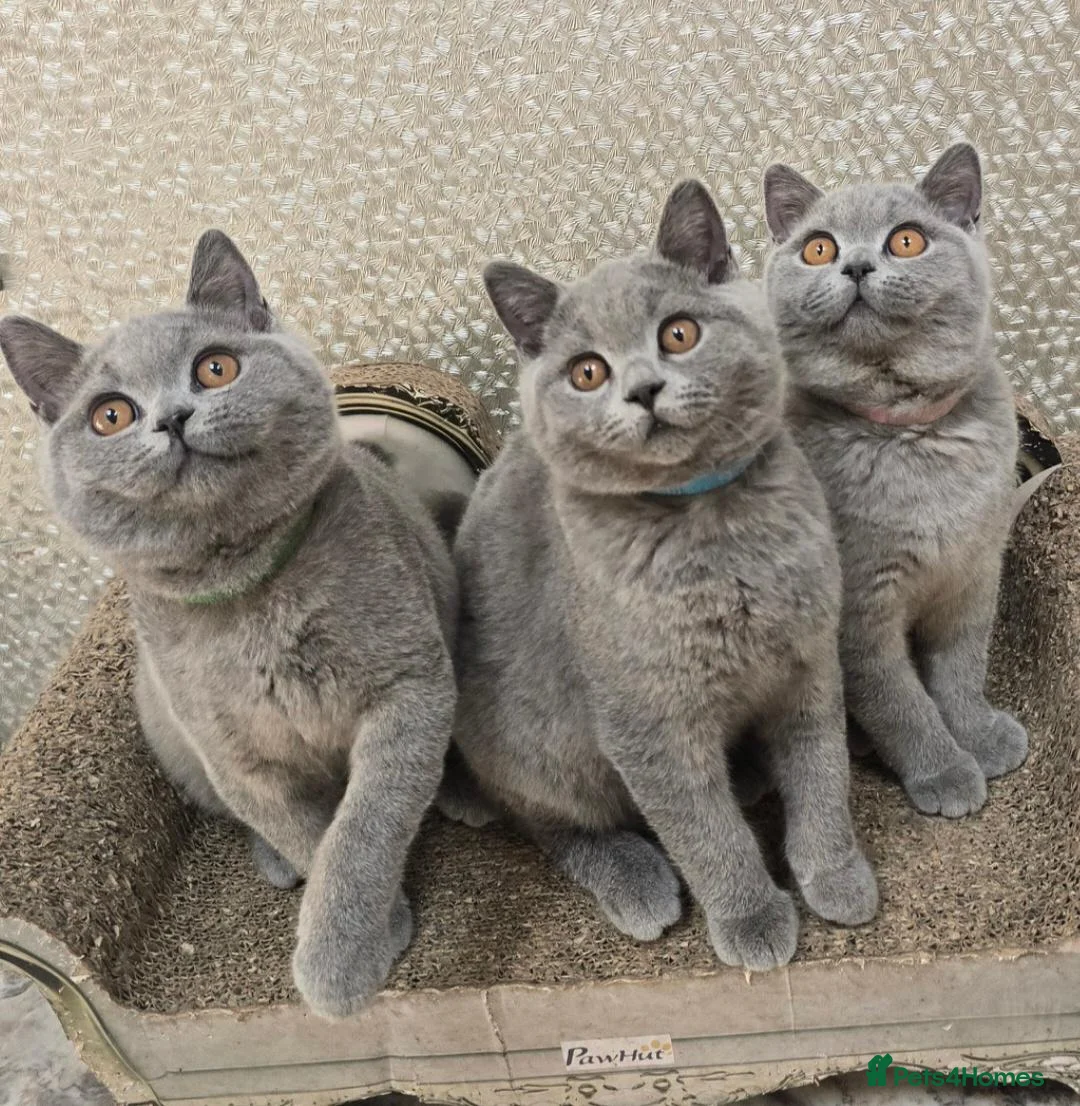 British Shorthair cats for sale: 3 Gorgeous British Short Hair Kittens - Advert 1