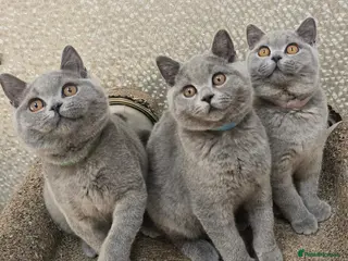 British Shorthair cats 3 Gorgeous British Short Hair Kittens - Advert 2