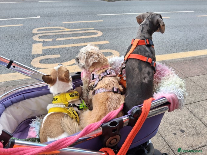 Gallery Image {{count}}