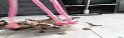 Mixed Breed cats for sale: Stunning sphynx x ragdoll kittens  - Advert 30