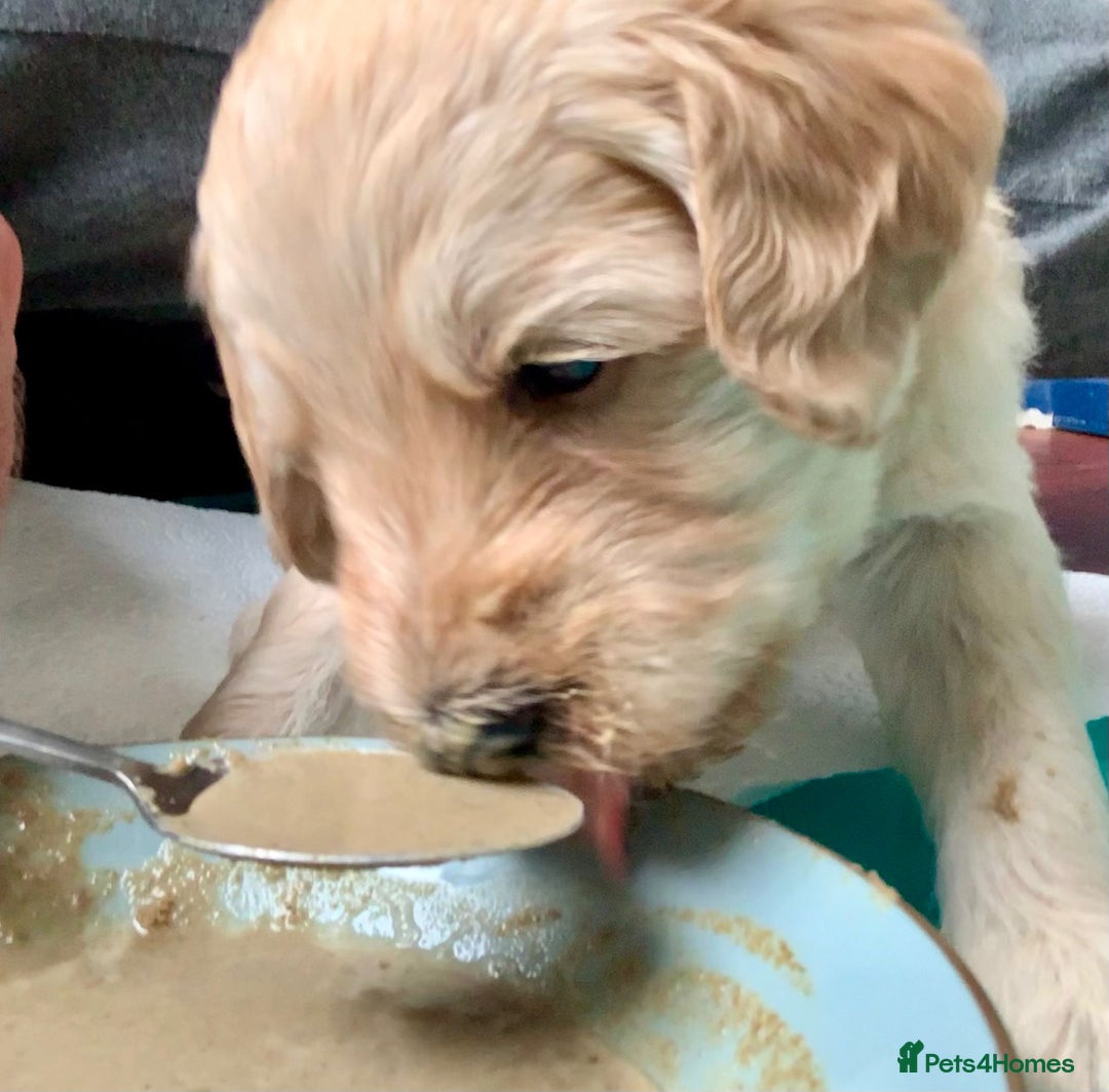 Labradoodle dogs for sale: Lily's Mini's - Multigen Mini Labradoodle Puppies - Image 33