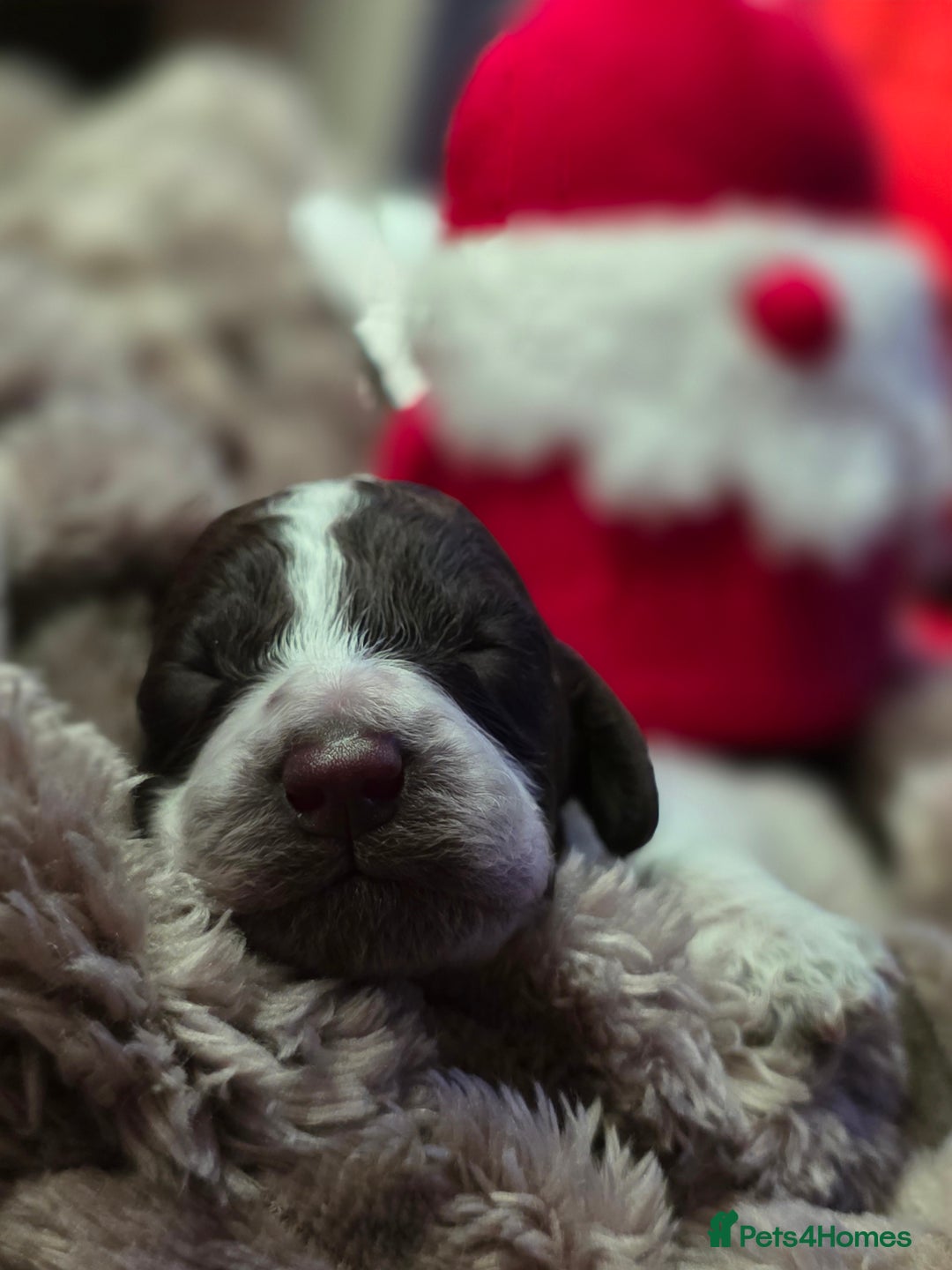 Cockapoo dogs for sale: ✨ Beautiful F2 Multi-Gen Cockapoo Puppies 4 Left - Image 17