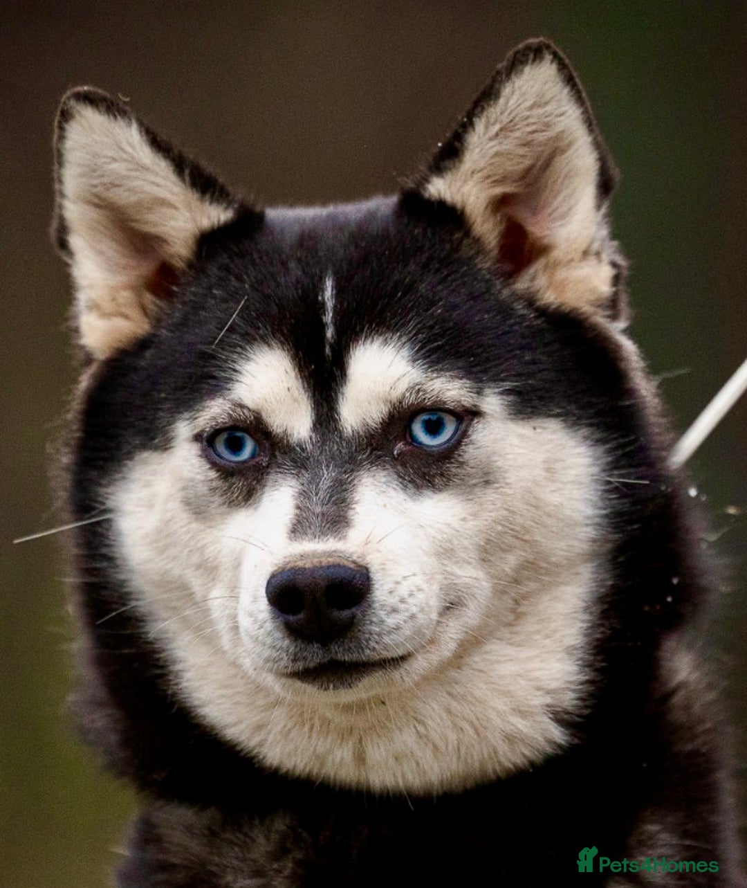 Pomsky dogs for adoption: LARA – Blue-eyed, Female Pomsky  - Advert 5