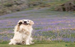 Golden Retriever dogs for stud: Fully health tested therapy dog  - Image 17