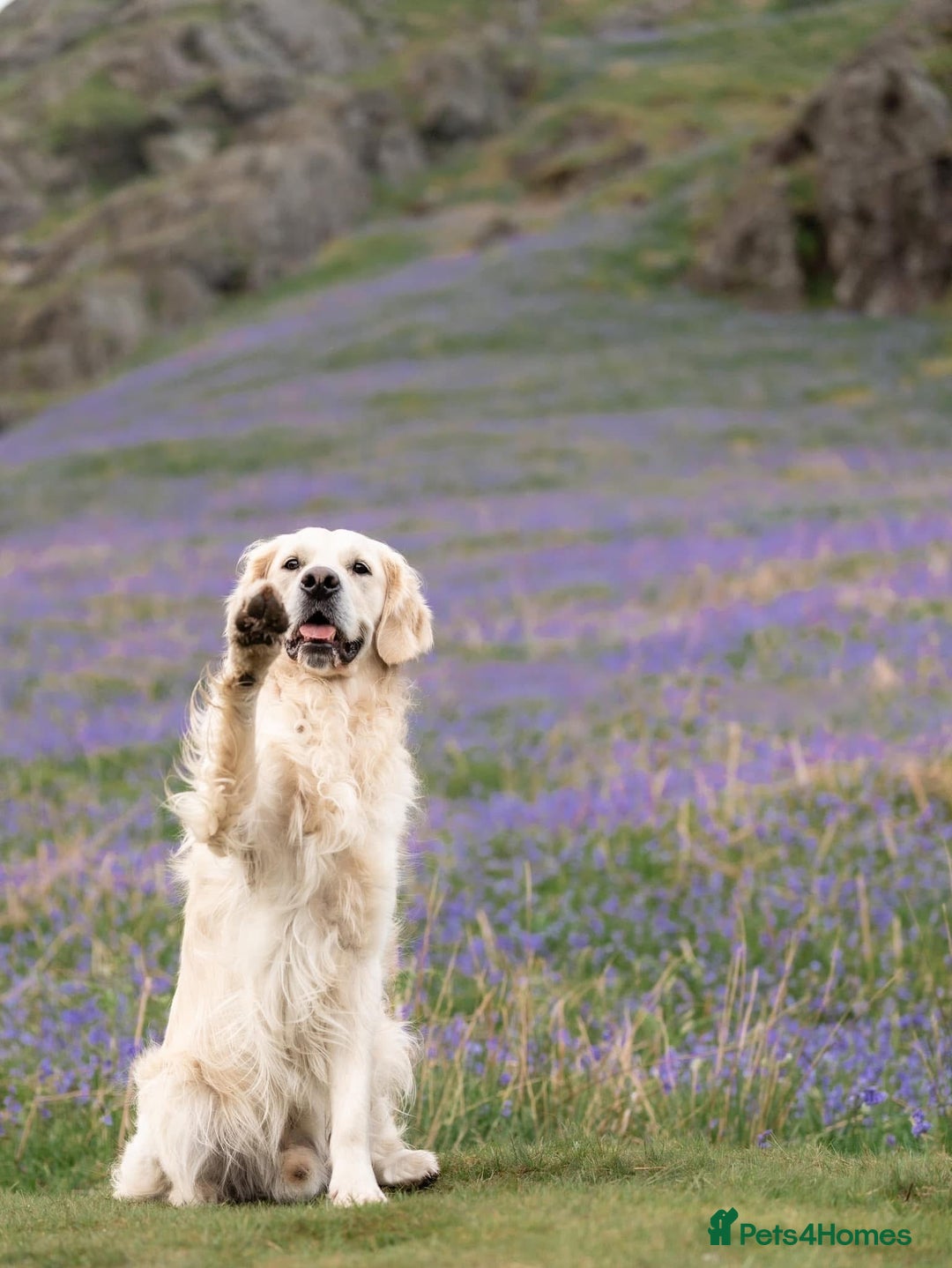 Golden Retriever dogs for stud: Fully health tested therapy dog  - Image 17