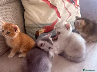 Scottish Fold cats Scottish fold and straight - Advert 1
