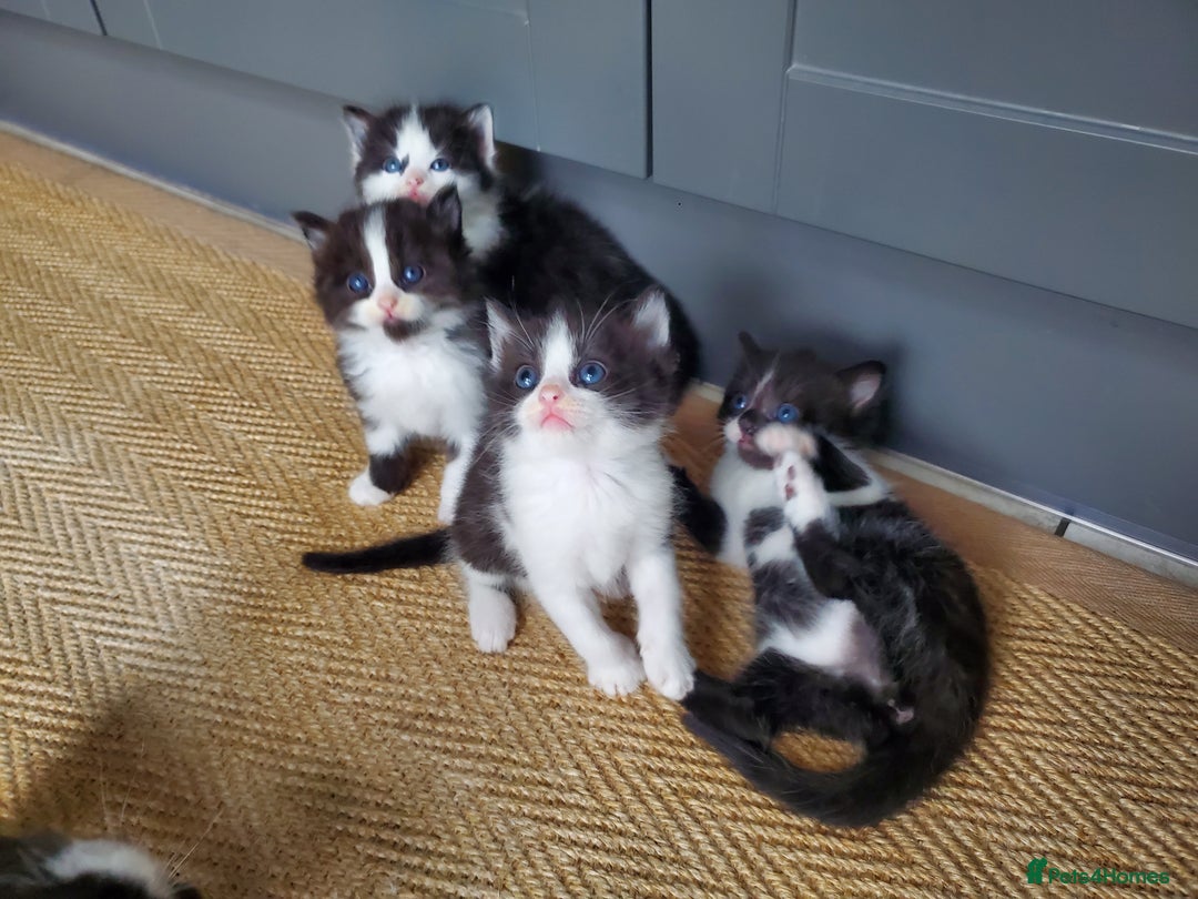 Mixed Breed cats for sale: Half pedigree kittens - Image 4
