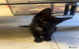 British Shorthair cats for sale: 4 Litter Trained Kittens for sale!  - Image 2