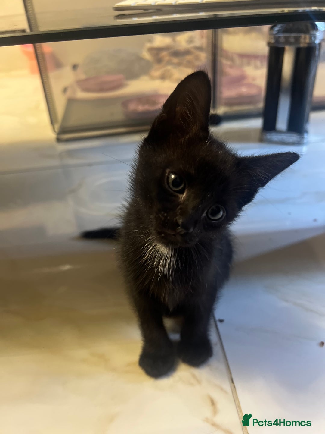 British Shorthair cats for sale: 4 Litter Trained Kittens for sale!  - Image 2