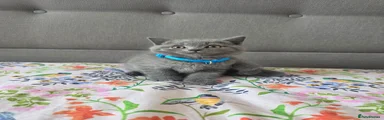 British Shorthair 1
