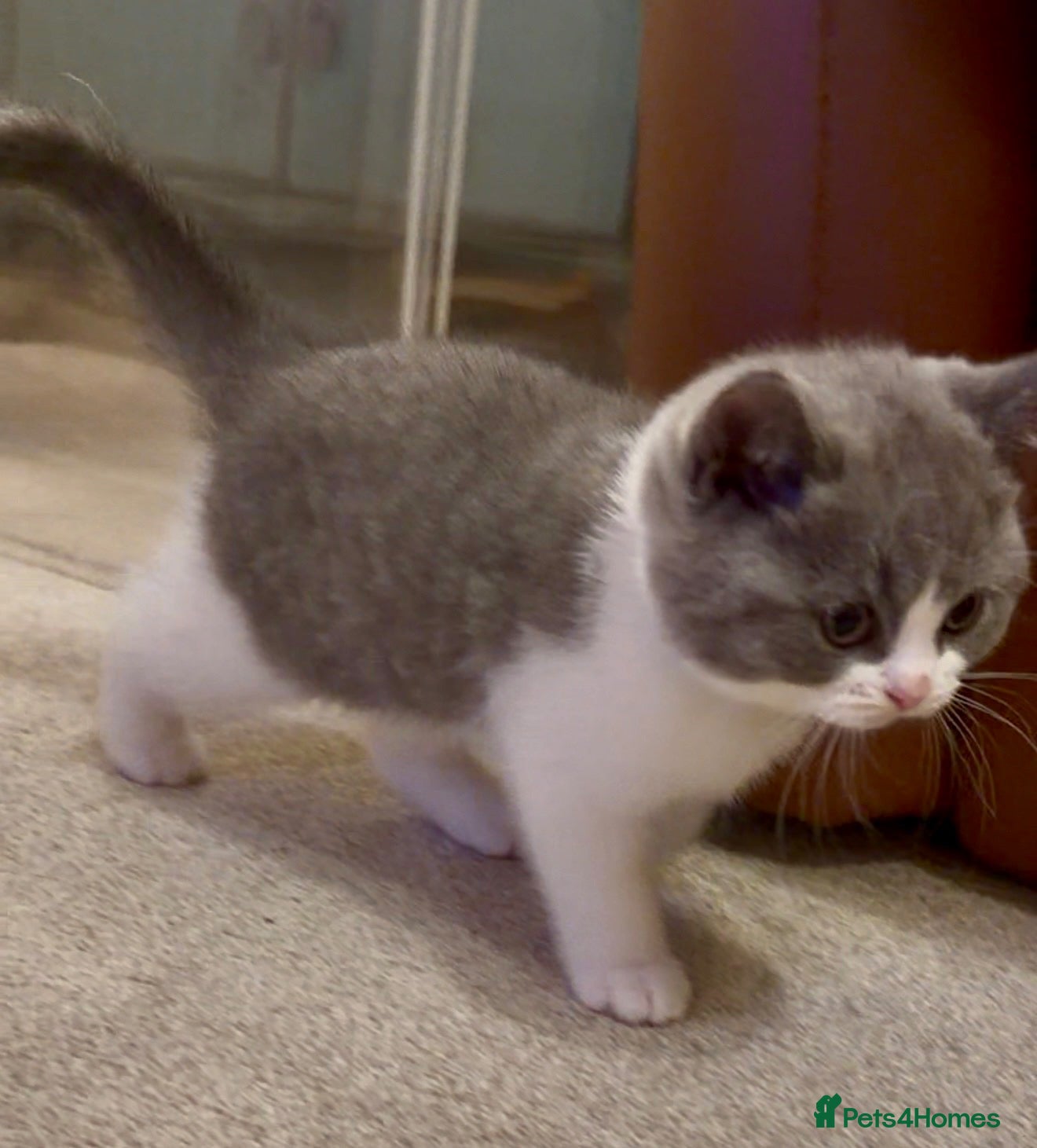 British Shorthair cats British Shorthair Bi-Colour Kitten Blue & White - Advert 3