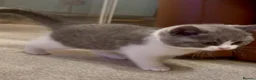British Shorthair cats for sale: British Shorthair Bi-Colour Kitten Blue & White - Advert 12