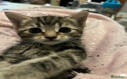 British Shorthair cats for sale: Bengal/Russian Blue/British short hair  - Image 4