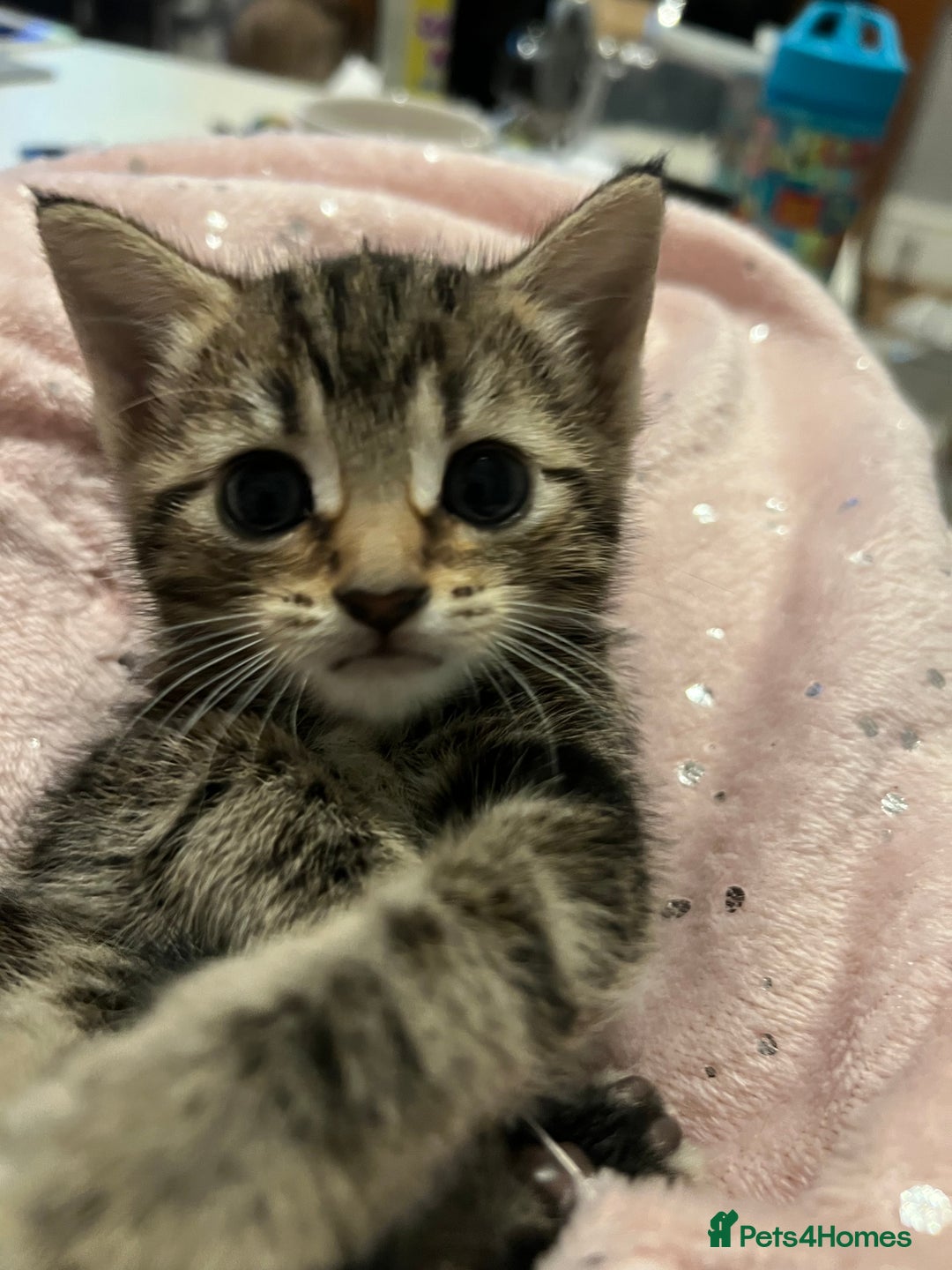British Shorthair cats for sale: Bengal/Russian Blue/British short hair  - Image 4