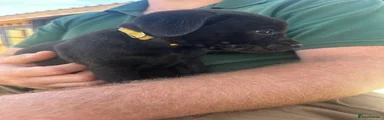 Labrador Retriever 2 yellow collar Black Bitch 